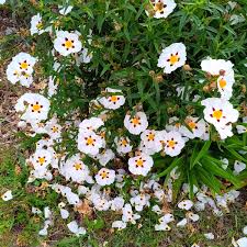 Image result for Cissus guerkeana