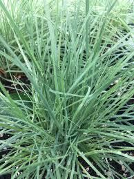 Image result for Koeleria