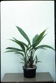 Image result for Molineria