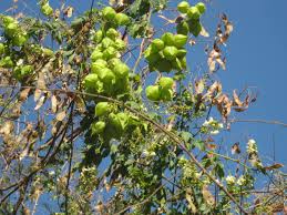 Image result for Cardiospermum grandiflorum