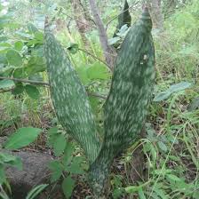 Image result for Sansevieria hyacinthoides