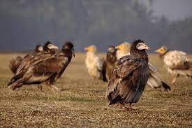 Egyptian vulture populations have declined in most parts of its range. Egyptian Vultures Near Hassan Karnataka Conservation India