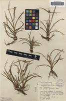 Image result for Kyllinga odorata