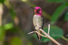 These hummingbird plants contain include bulbs, perennials, and wildflowers that will attract hummingbirds to your garden. Anna S Hummingbird Portland Audubon