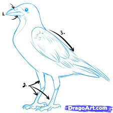 How To Draw A Crow Step By Step Birds Animals Free Online Drawing Tutorial Added By Dawn February 13 2011 2 05 Crows Drawing Bird Drawings Bird Sketch