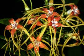 Image result for Strophanthus welwitschii
