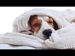 Home remedies for dog cold. How To Treat A Dog With A Cold Youtube