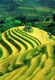 Gambar pemandangan alam pedesaan, contoh gambar pemandangan alam yang mudah ditiru, gambar sketsa pemandangan yang gambar pemandangan alam pedesaan indah not there org. View Of The Rice Fields In Yuanyang Vietnam Pemandangan Fotografi Alam Gambar Pedesaan