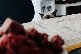 These names include spices, drinks, and all types of delicious food items. 120 Food Names For Cats We Re All About Cats