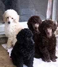 Miniature Poodle Breeders Miniature Poodle Puppies Miniature Poodles Miniature Poodle Puppy Poodle Puppy Cute Dogs