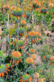 Image result for Leonotis decadonta