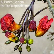 Image result for Fernandoa magnifica