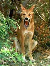 What Does A Dingo Ate My Baby Mean And Where Does The Phrase Come From