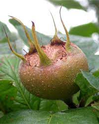 The fruit has been cultivated since roman times, and is unusual in being available in winter, and in being eaten when bletted. Medlar Planting Pruning Harvesting Medlars At Just The Right Time
