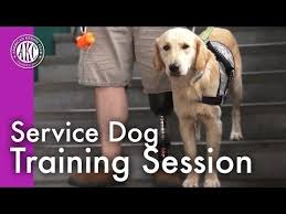 Service Dog Training Session Service Dog Training Service Dogs Dog Training Techniques