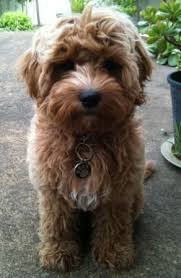 Black And Tan Full Grown Cavapoo Puppies Cavoodle Dogs Full Grown Google Search Cavapoo Cavoodle Dog Cavadoodle
