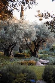 This Ivy House Coisasdetere Olive Trees Mediterranean Olive Trees Garden Olive Trees Landscape Tree Garden Design