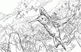 We've searched high and low for free bird coloring pages. Humming Bird Coloring Page Coloring Home
