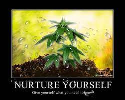 Cannabis Meme Checkpoint Random Chat And Fun Growers Network Forum