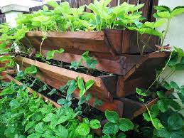 Daca doresti cultivarea capsunilor pe verticala, ai si aceasta posibilitate, deoarece aceste plante nu sunt pretentioase din acest punct de vedere. Cultivarea Pe VerticalÄƒ È™i Maximizarea SuprafeÈ›ei Pitic De GrÄƒdinÄƒ