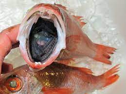 Kaito Sushi We Have Nodoguro Blackthroat Seaperch Facebook