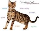 What are common behavior problems in Bengal cats? - Quora