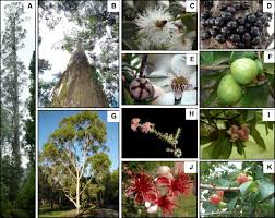 Image result for Myrtaceae