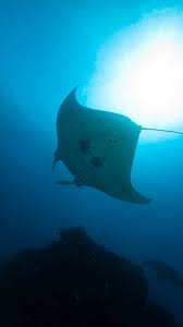 Via middle english, borrowed from old french rai, from latin radius (staff, stake, spoke). Manta Ray Facts Great Barrier Reef Foundation Great Barrier Reef Foundation