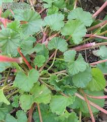 Image result for Pelargonium grossularioides
