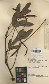 Image result for Sphenostylis marginata