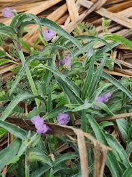 Image result for Commelina albescens