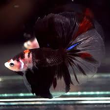 Live Betta Fish Fancy Super Black Koi Halfmoon Hm Male 365 Betta Fish Betta Betta Breeding