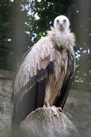 Himalayan Griffon Vulture Two Of Them Was Found In Orchard Rd In Singapore And Was Brought Back To Jbp As They Were Weak Bald Eagle Bird Animals