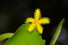 Image result for Nymphoides forbesiana