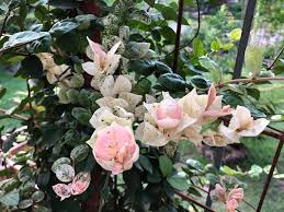 Image result for Jasminum stenolobum