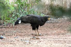 He was born in the virginia colony in 1767. Accipitridae Eagles Hawks Kites Osprey Wildlife Journal Junior