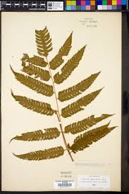 Image result for Ctenitis cirrhosa