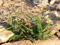 Image result for Maclura africana