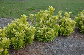 The species is native to the southeastern u.s. What Grows There November 2019