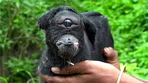 Three groups of cyclopes can be distinguished. Meet The Cyclops Kid