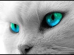 Dunyanin En Guzel Kedisi Ile Ilgili Gorsel Sonucu Gatos Azuis Papel De Parede De Gato Gatos Bonitos