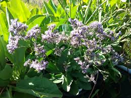 Image result for Limeum viscosum