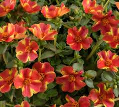 Image result for Portulaca collina