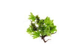 Image result for Buchnera subglabra