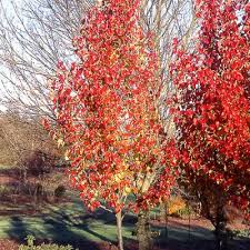 Image result for Pycreus permutatus