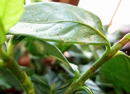 Occasionally, a lemon tree dropping fruit can be prevented, as dropping fruit can also result from improper watering or fertilization, excessive pruning and insect infestations. How To Control Plant Pests Spider Mites And Whiteflies