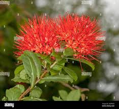 Image result for Combretum acutifolium
