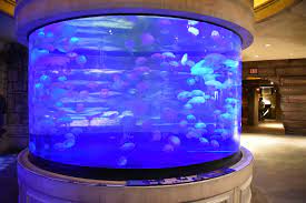 Jellyfish Tank At The Shark Reef Aquarium At Mandalay Bay In Las Vegas Nevada Jellyfish Tank Reef Aquarium Jellyfish Aquarium