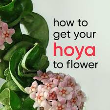 Image result for hoya plant flower
