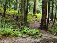 Cook Forest Fall Workday